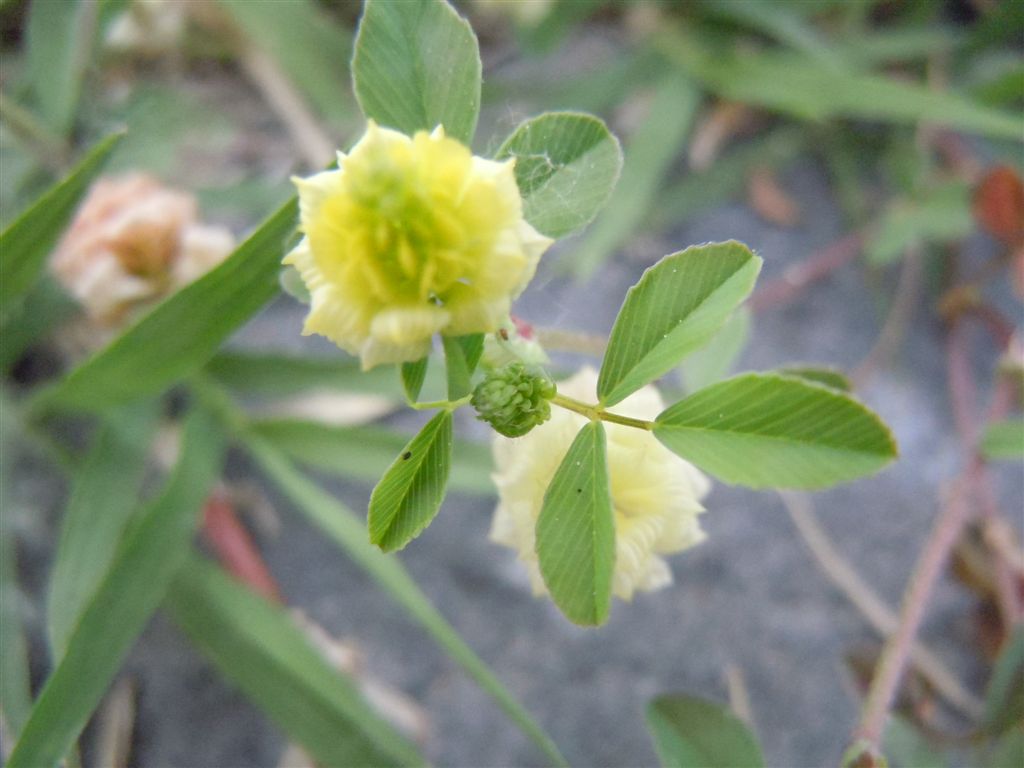 Trifolium campestre / Trifoglio campestre